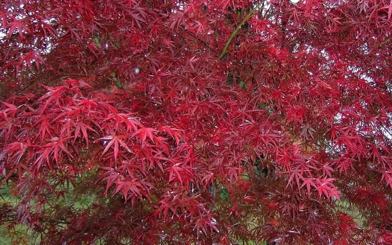 Red Bamboo Japanese Maple (Acer Palmatum 'Beni Otake') - 3 Gallon Pot - Image 7