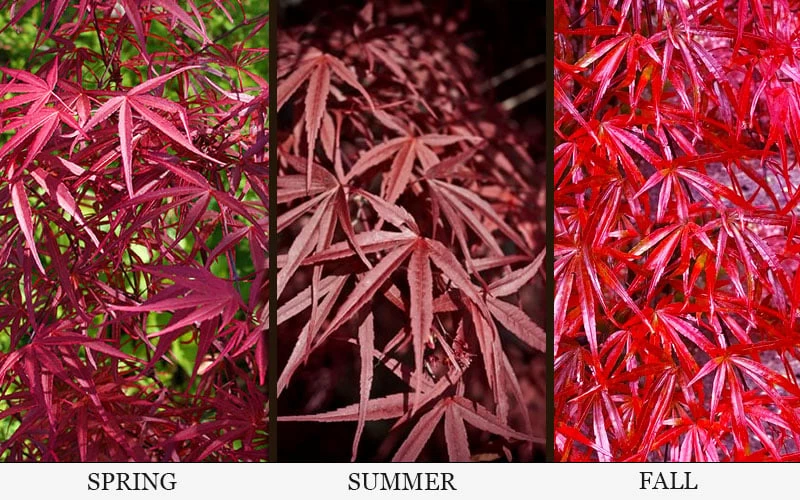 Red Bamboo Japanese Maple (Acer Palmatum 'Beni Otake') - 3 Gallon Pot - Image 4