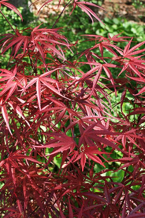 Red Bamboo Japanese Maple (Acer Palmatum 'Beni Otake') - 3 Gallon Pot - Image 5