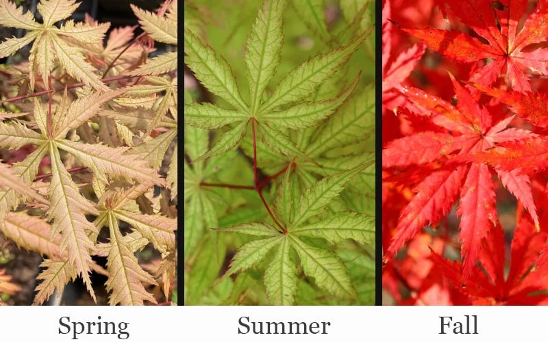 Blonde Beauty Japanese Maple - 3 Gallon Pot - Image 4