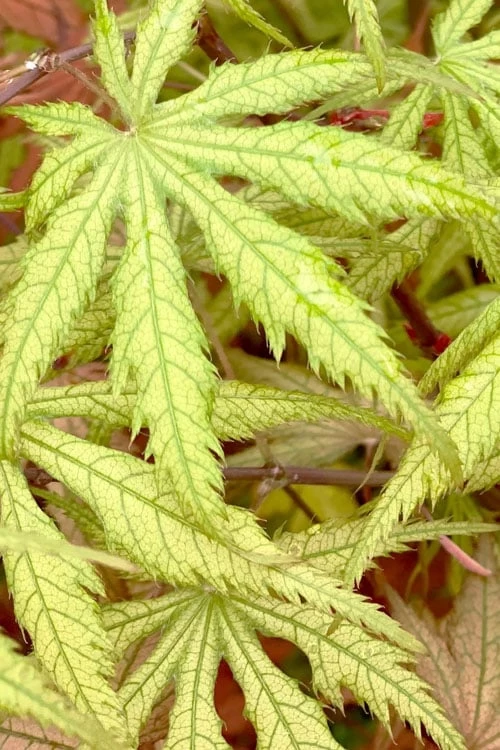 Blonde Beauty Japanese Maple - 3 Gallon Pot - Image 6