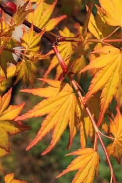 Spring Orange Japanese Maple (Acer Palmatum 'Daidai Haru) - 3 Gallon Pot