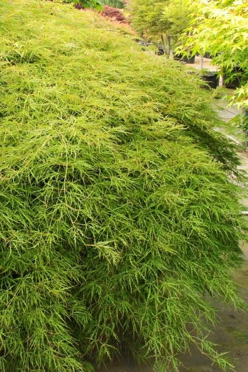 Otto's Dissectum Japanese Maple (Acer Palmatum) - 5 Gallon Pot - Image 7
