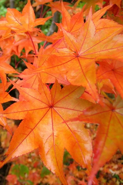 Hogyoku Japanese Maple - 3 Gallon Pot