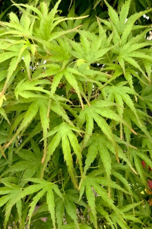 Eagle's Claw Japanese Maple - (Acer Palmatum 'Kamagata') - 2 Gallon Pot - Image 5