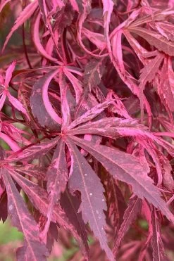 Lileeanne's Jewel Pink Leaf Japanese Maple - 3 Gallon Pot