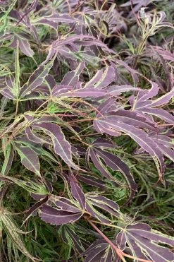 Manyo No Sato Purple Leaf Japanese Maple - 5 Gallon Pot