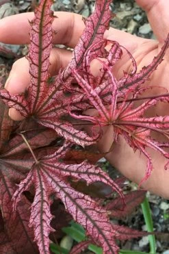 Crescent Moon Japanese Maple (Acer Palmatum 'Mikazuki') - 3 Gallon Pot (5-6')