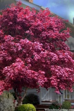 Moonfire Japanese Maple - 5 Gallon Pot