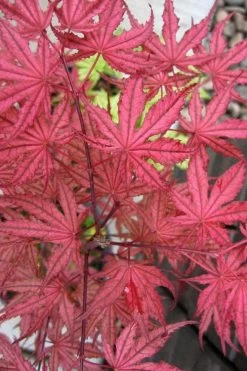 Olsen's Frosted Strawberry Japanese Maple - 3 Gallon Pot