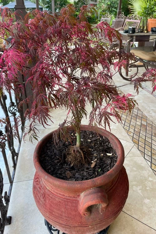 Pink Ballerina Japanese Maple - 3 Gallon Pot - Image 5