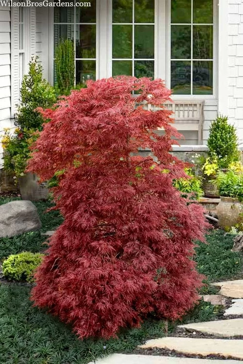 Red Filigree Lace Weeping Japanese Maple - 2 Gallon Pot - Image 9