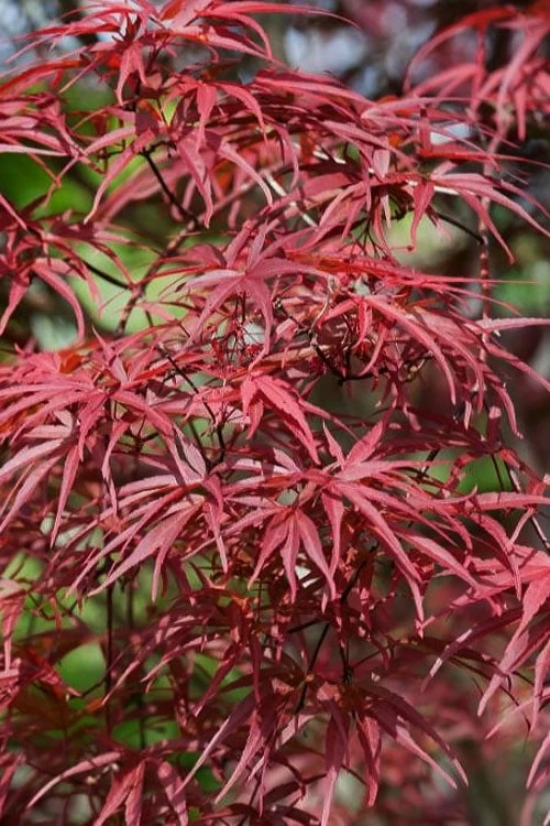 Red Pygmy Japanese Maple - 2 Gallon Pot - Image 6