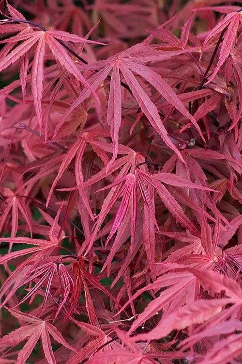 Red Pygmy Japanese Maple - 2 Gallon Pot - Image 5