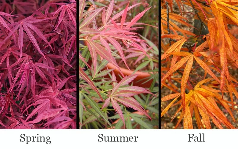 Red Pygmy Japanese Maple - 2 Gallon Pot - Image 4