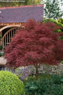 Red Pygmy Japanese Maple - 3 Gallon Pot
