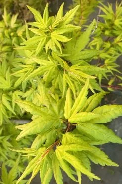 Seiun Kaku Japanese Maple - 3 Gallon Pot