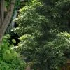 Sekka Yatsubusa Japanese Maple - 3 Gallon Pot