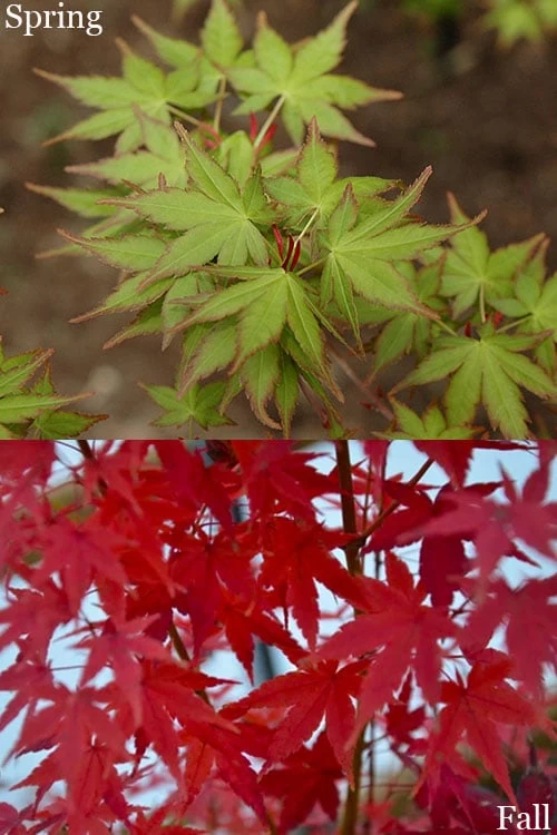Tsukasa Silhouette Japanese Maple - 3 Gallon Pot (3-3.5') - Image 4