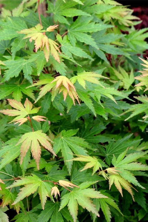 Twinkles Dwarf Coral Bark Japanese Maple - 3 Gallon Pot - Image 6