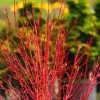 Twinkles Dwarf Coral Bark Japanese Maple - 3 Gallon Pot