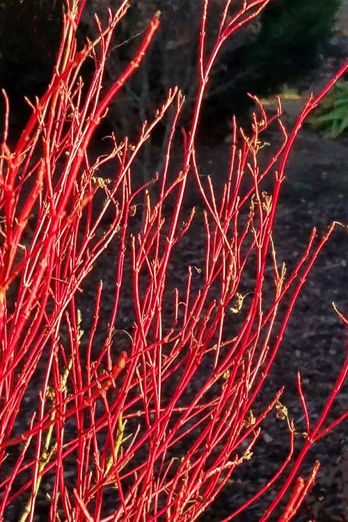 Twinkles Dwarf Coral Bark Japanese Maple - 3 Gallon Pot - Image 8