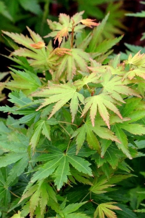 Twinkles Dwarf Coral Bark Japanese Maple - 3 Gallon Pot - Image 9
