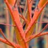 Wild Fire Coral Bark Japanese Maple - 3 Gallon Pot