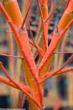 Wild Fire Coral Bark Japanese Maple - 3 Gallon Pot