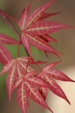 Yezo Nishiki Japanese Maple - 5 Gallon Pot (6-7')