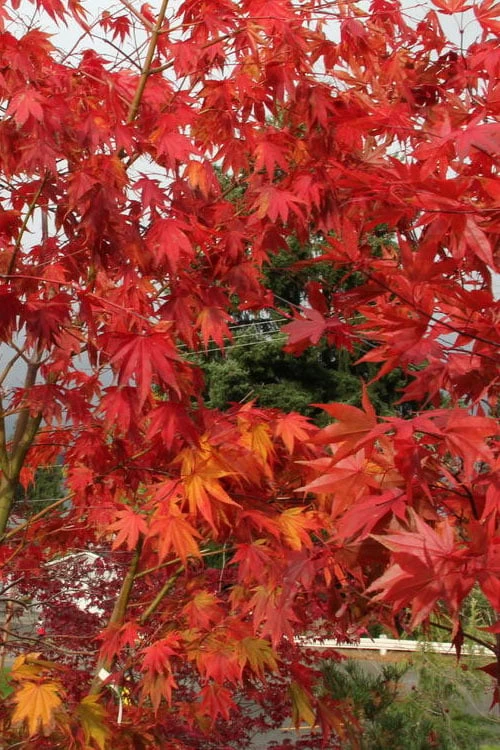 Yezo Nishiki Japanese Maple - 5 Gallon Pot (6-7') - Image 13