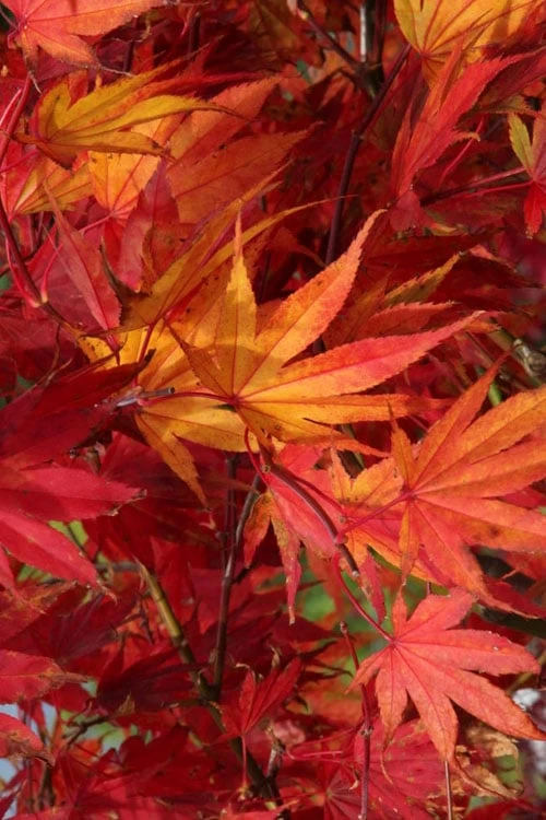 Yezo Nishiki Japanese Maple - 5 Gallon Pot (6-7') - Image 12