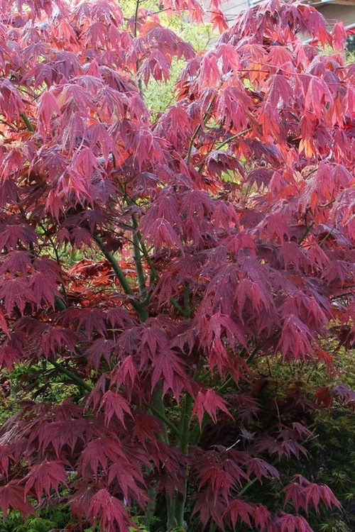 Yezo Nishiki Japanese Maple - 5 Gallon Pot (6-7') - Image 5