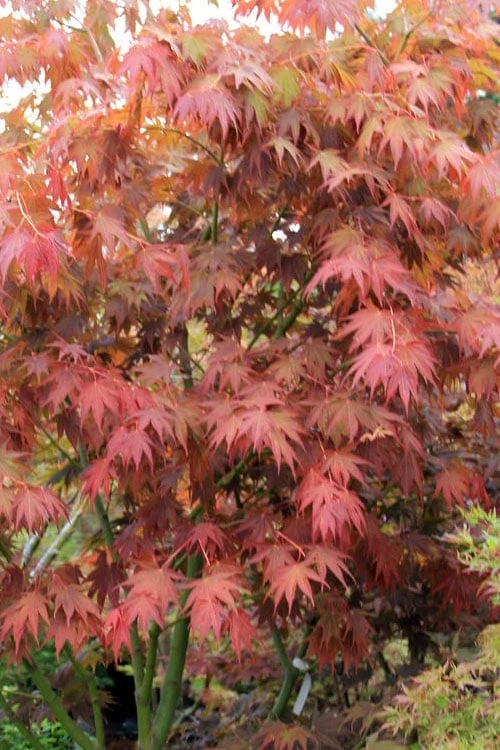 Yezo Nishiki Japanese Maple - 5 Gallon Pot (6-7') - Image 10
