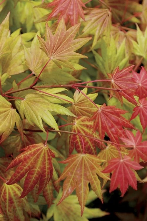 Moonrise Full Moon Japanese Maple - 3 Gallon Pot - Image 6