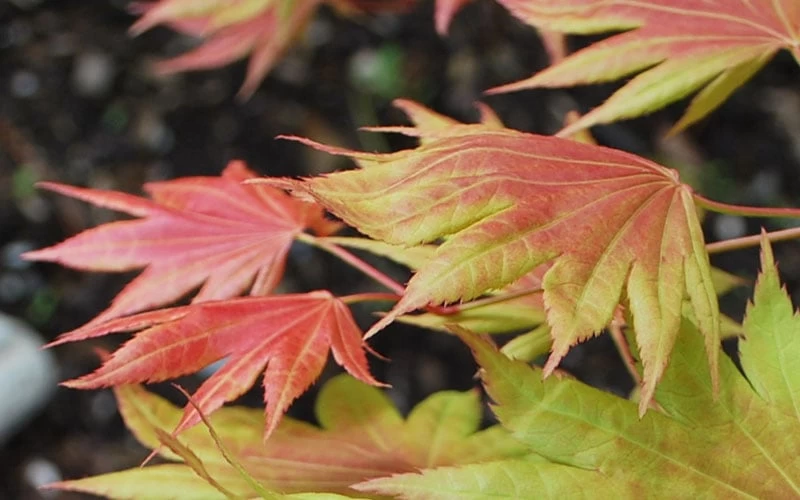 Moonrise Full Moon Japanese Maple - 3 Gallon Pot - Image 7