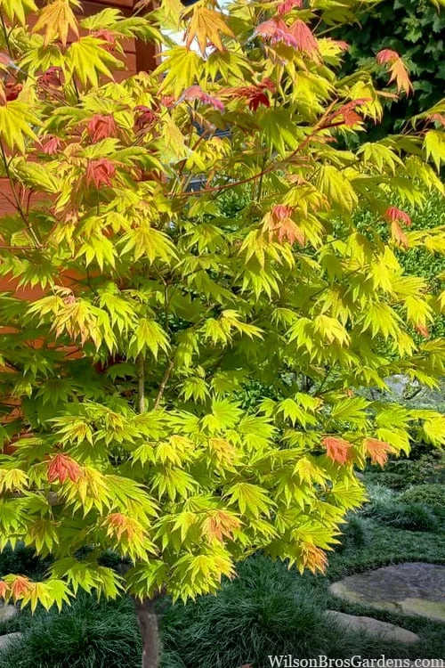 Moonrise Full Moon Japanese Maple - 3 Gallon Pot - Image 5