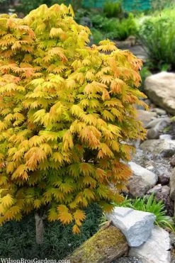 Moonrise Full Moon Japanese Maple - 3 Gallon Pot