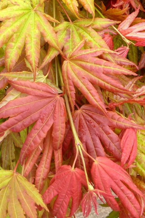 Moonrise Full Moon Japanese Maple - 3 Gallon Pot - Image 4
