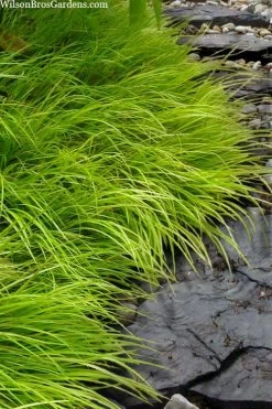 Dwarf Golden Sweet Flag - Acorus Gramineus 'Minimus Aureus' - 5 Pack Of Pint Pots