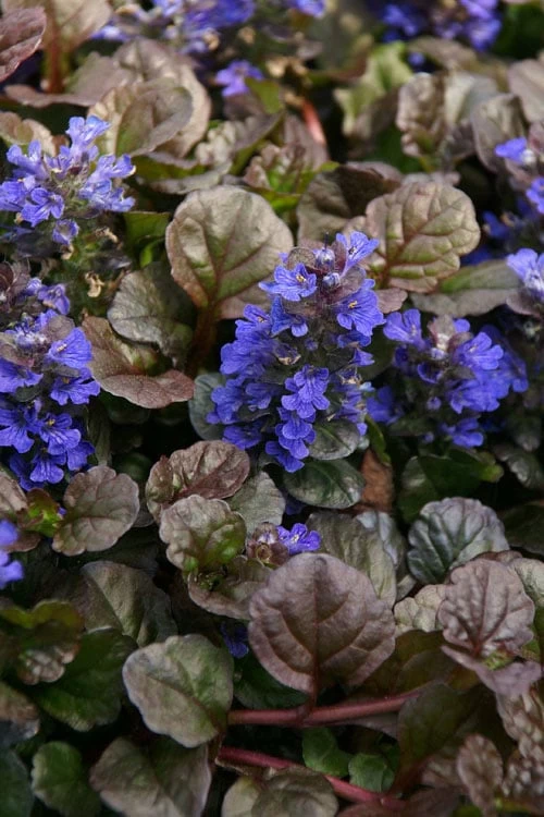 Bronze Beauty Ajuga (Bugleweed) - 5 Pack Of 4" Pint Pots