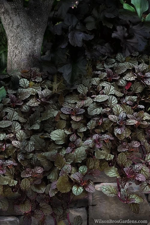 Bronze Beauty Ajuga (Bugleweed) - 5 Pack Of 4" Pint Pots - Image 4