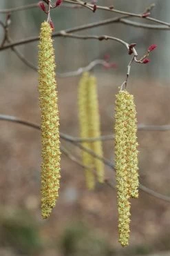 Smooth Alder Tree (Alnus Serrulata) - 3 Gallon Pot