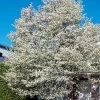 Allegheny Serviceberry Tree (Amelanchier Laevis) - 3 Gallon Pot