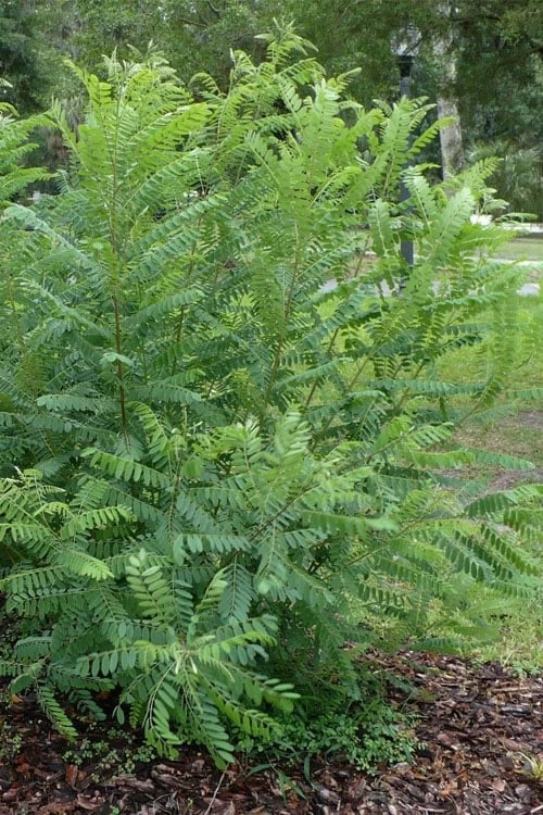 Indigo Bush (Amorpha Fruticosa) - 3 Gallon Pot - Image 7