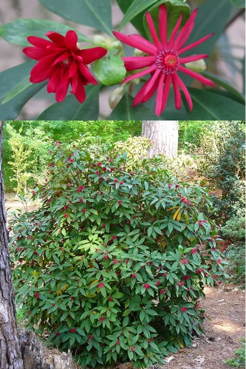 Florida Anise - Illicium Floridanum - 7 Gallon Pot - Image 4