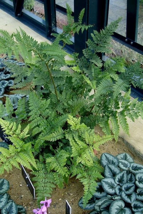 Shiny Bristle Fern - 6 Pack Of 1 Gallon Pots - Image 5