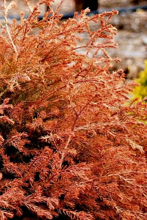 Fire Chief Arborvitae - 3 Gallon Pot - Image 6