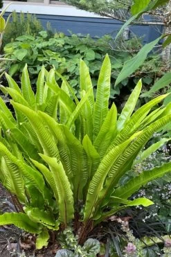 Hart's Tongue Fern (Asplenium Scolopendrium) - 1 Gallon Pot