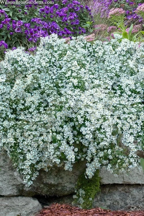 Snow Flurry Heath Aster - 5 Pack Of Quart Pots - Image 9